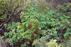 Scandia rosifolia