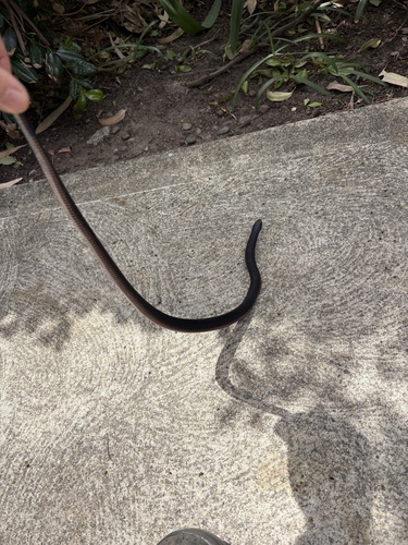Red-bellied Black Snake sighting