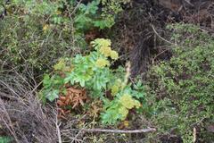 Scandia rosifolia