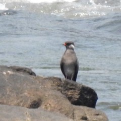 Glareola nuchalis nuchalis