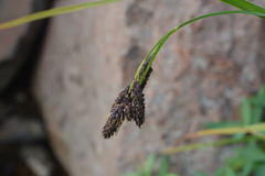 Carex aterrima