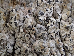 Dendrographa franciscana