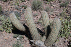 Oreocereus celsianus