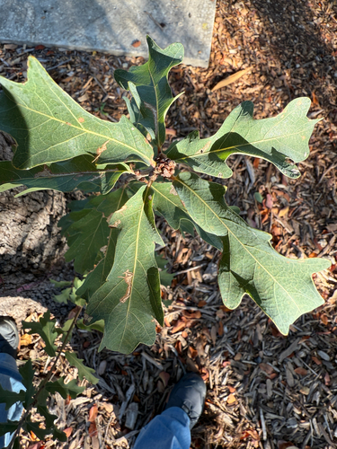 Lacey Oak (Quercus laceyi)