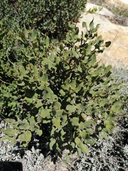 Euclea coriacea