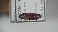 Scotochroa buprestoides