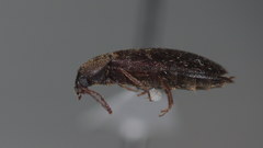 Scotochroa buprestoides