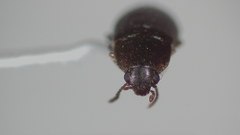 Scotochroa buprestoides