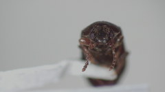 Scotochroa buprestoides