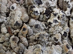 Dendrographa franciscana