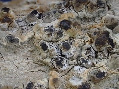 Dendrographa franciscana