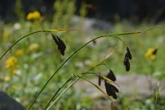 Carex aterrima