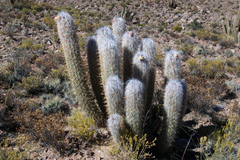 Oreocereus celsianus