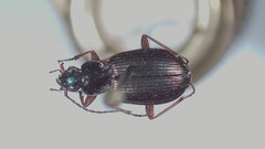 Agonum errans
