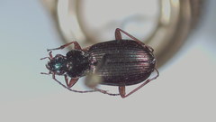 Agonum errans