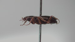 Agonum errans