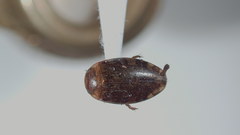 Laccophilus maculosus