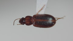 Bradycellus rupestris
