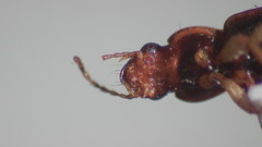 Bradycellus rupestris