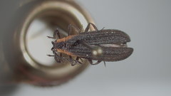 Leptoceletes basalis