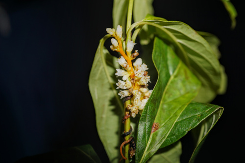 Scaldweed (Cuscuta gronovii)