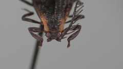 Leptoceletes basalis