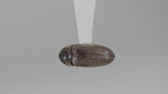 Aulonothroscus punctatus