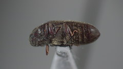 Aulonothroscus punctatus
