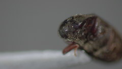 Aulonothroscus punctatus