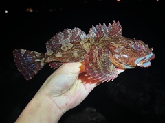 Cabezon photo 2