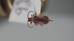 Ischalia costata