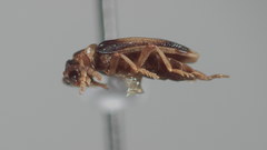 Ischalia costata