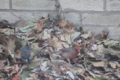 Cardinalis cardinalis