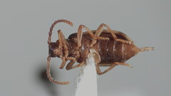 Ischalia costata