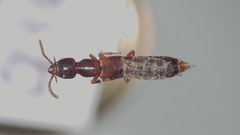 Atrecus macrocephalus