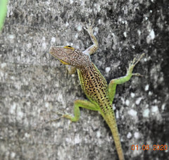 Anolis leachii
