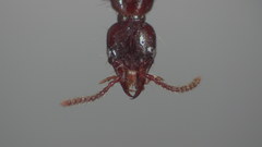 Atrecus macrocephalus