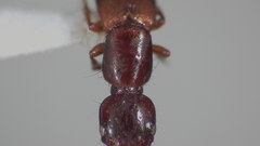 Atrecus macrocephalus