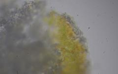 Dendrographa franciscana