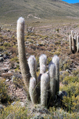 Oreocereus celsianus