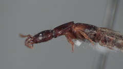 Atrecus macrocephalus