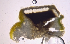 Dendrographa franciscana