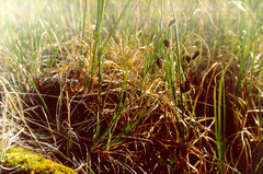 Carex atrofusca