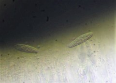 Dendrographa franciscana