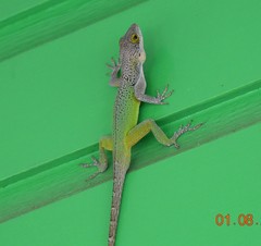 Anolis leachii