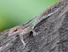 Anolis leachii