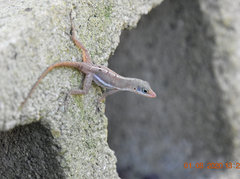 Anolis wattsii