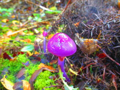 Cortinarius magellanicus