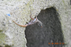 Anolis wattsii