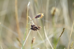 Carex atrofusca